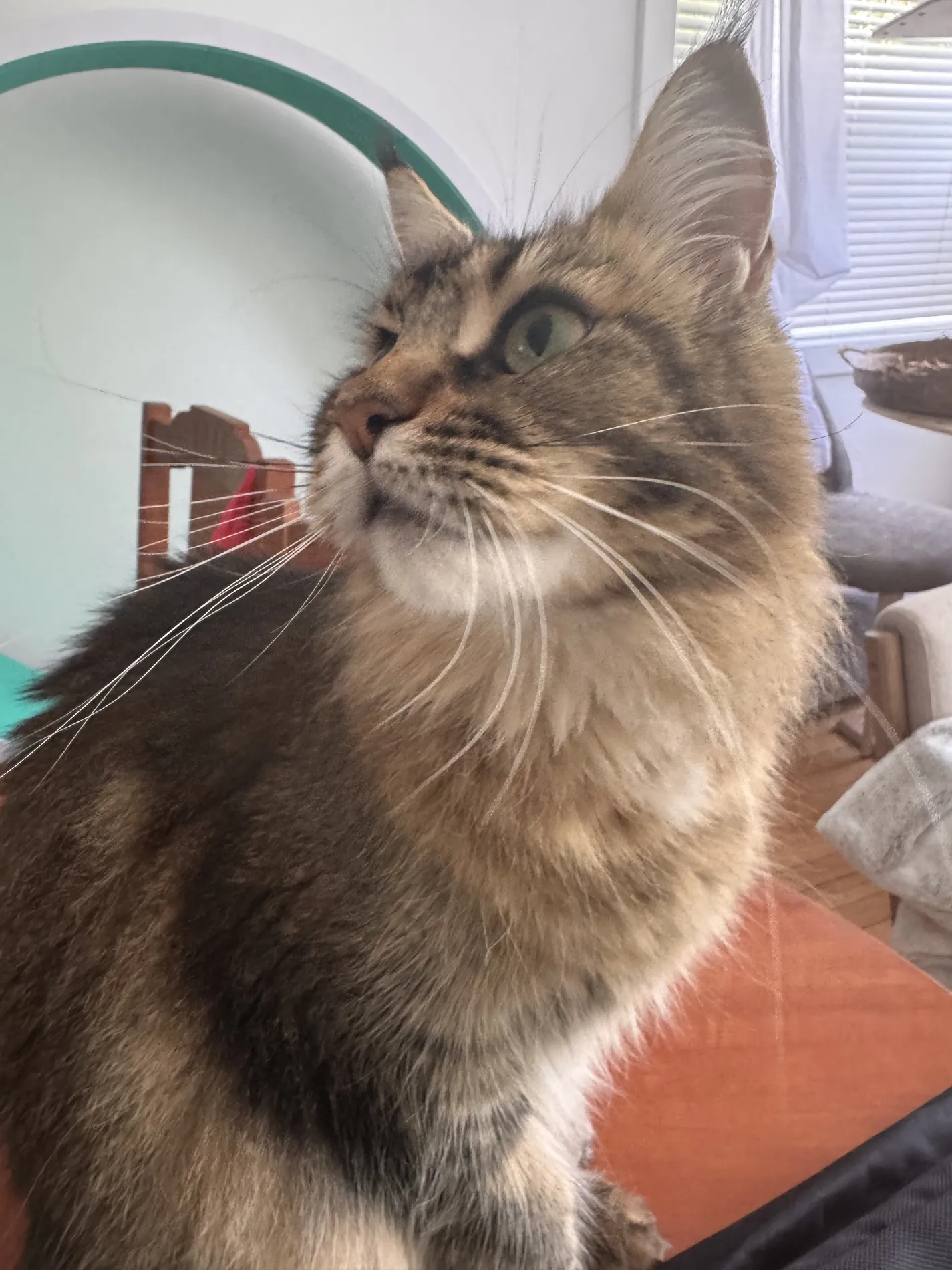 Estelle, a Maine Coon dam