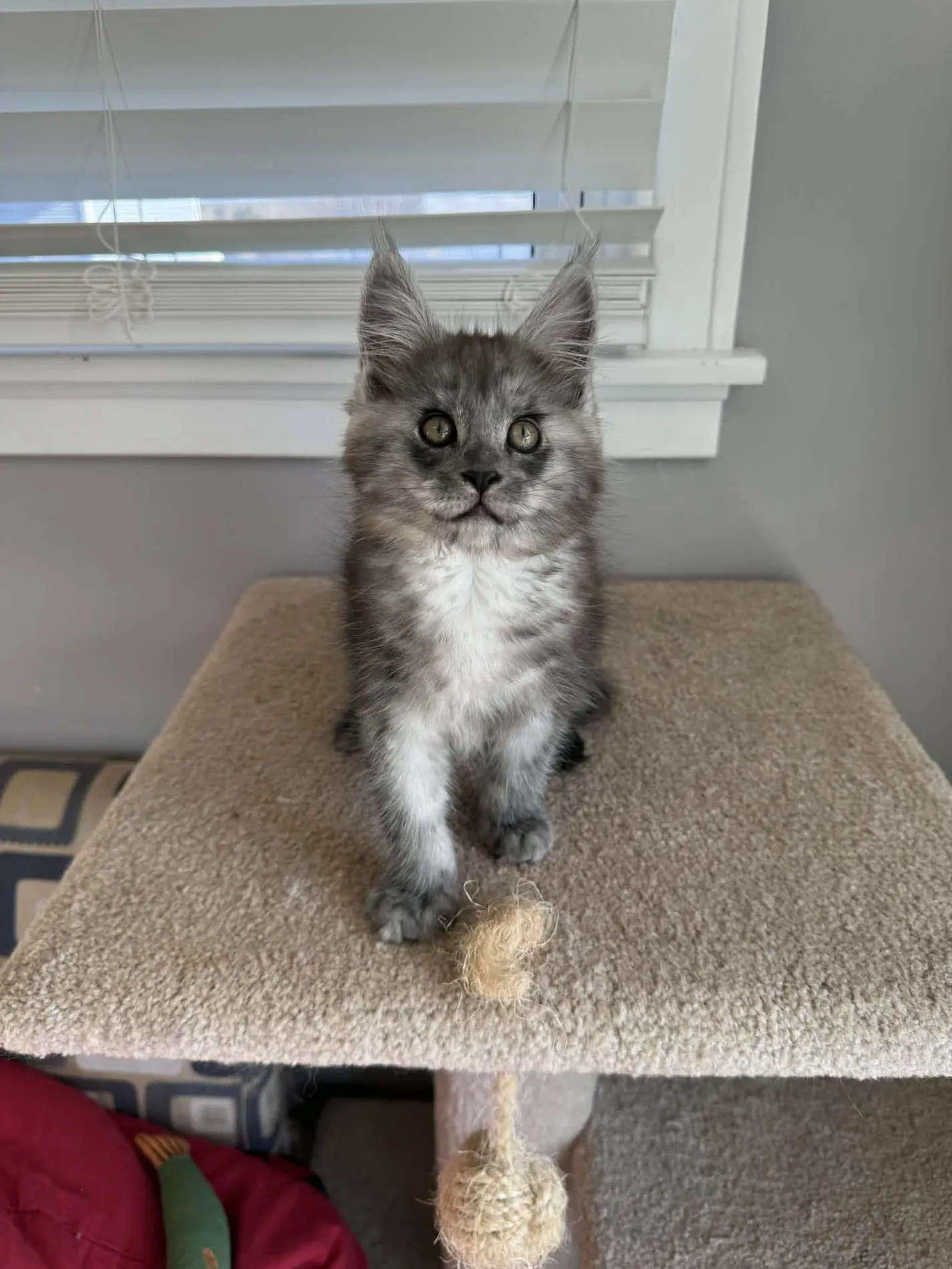 Grace, a Maine Coon dam