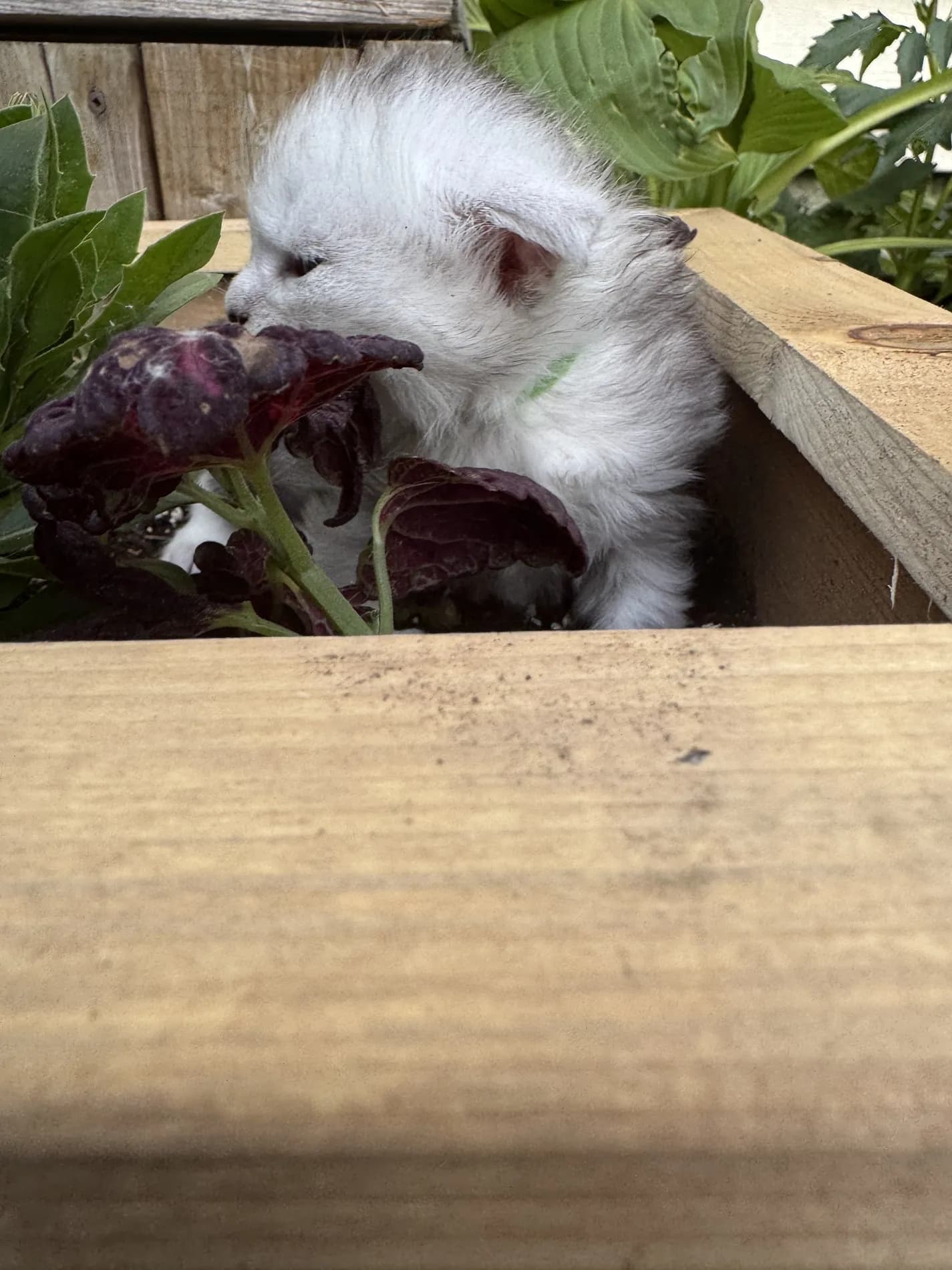 A Fabelhaft kitten in the flowers