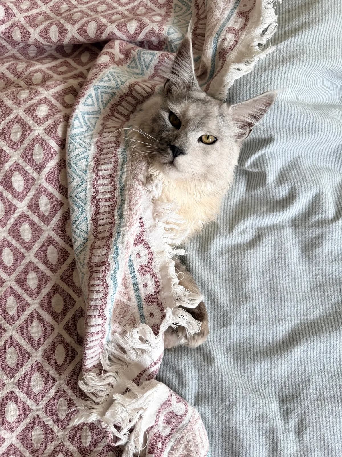 Cabo, a silver Maine Coon, tucked under a blanket at home