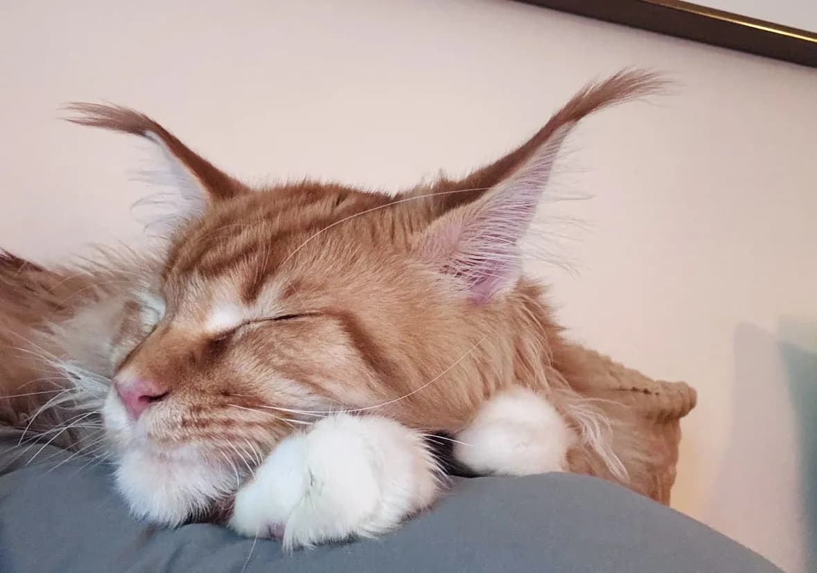 A red Maine Coon lounging