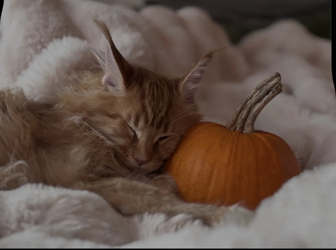 A ginger kitten