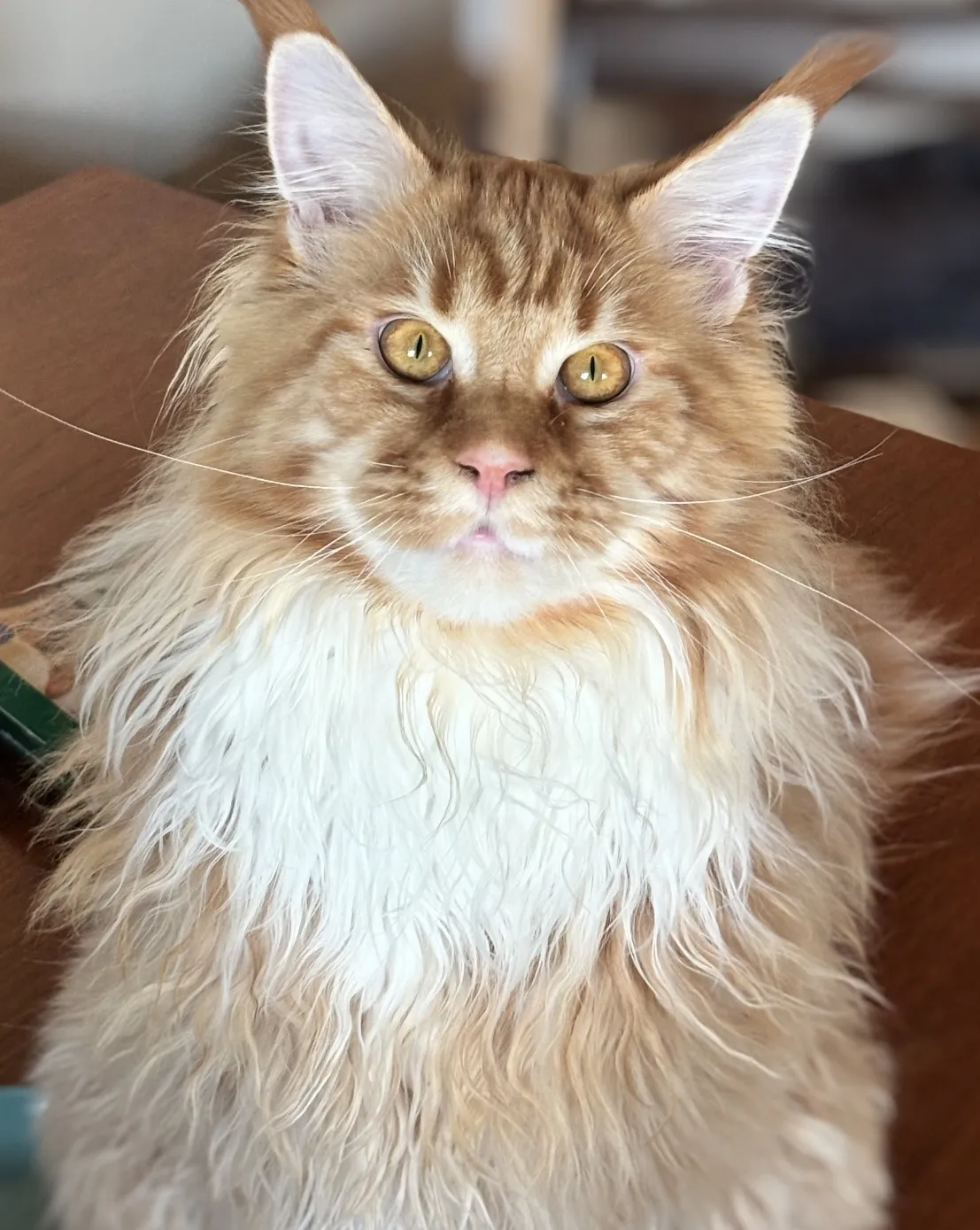 A red Maine Coon with a full ruff