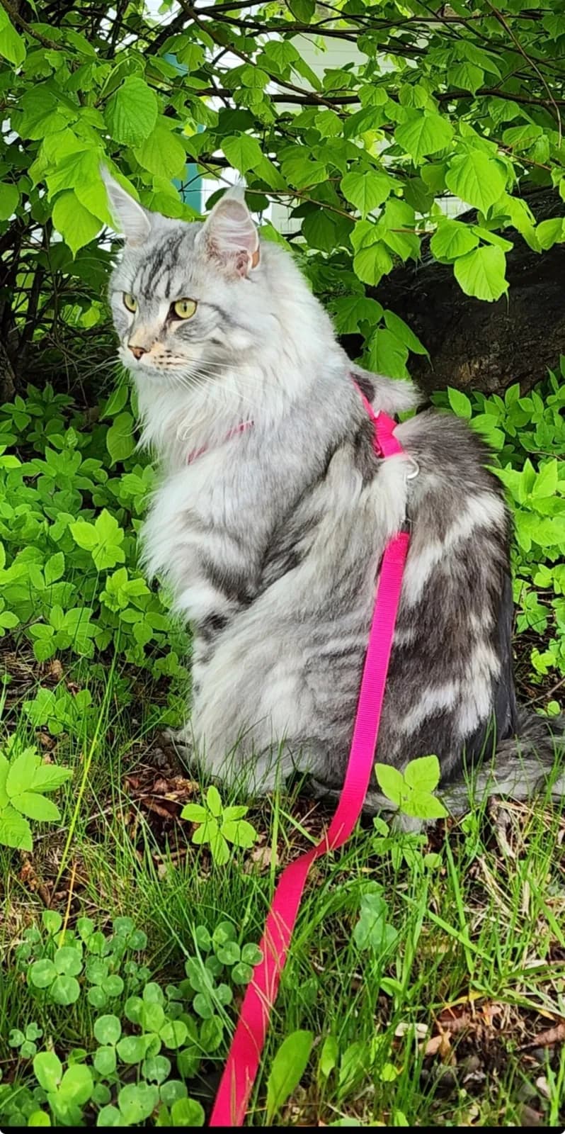 Cleo, a silver Maine Coon, exploring the garden on her harness