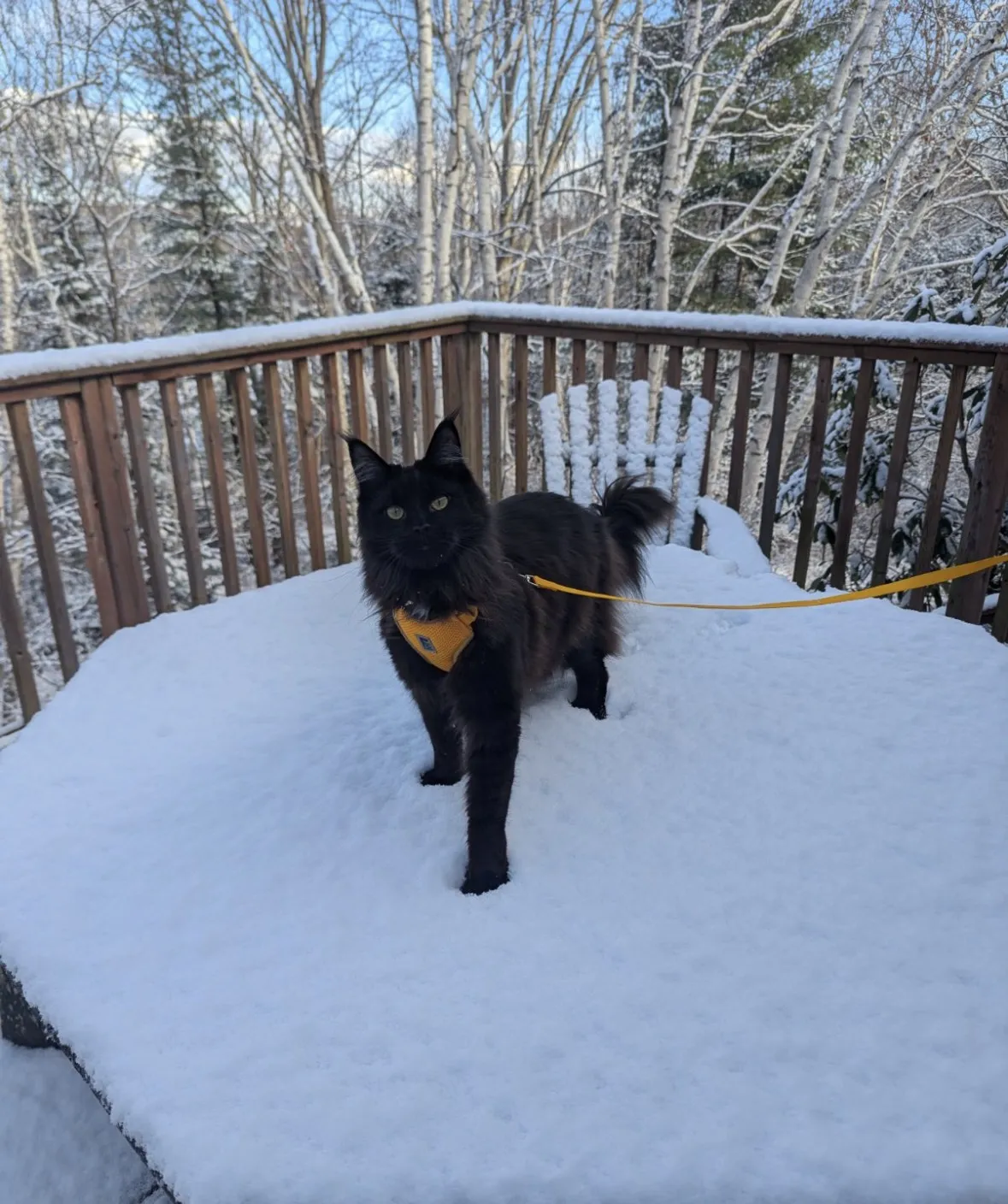 A black cat on a snowy deck