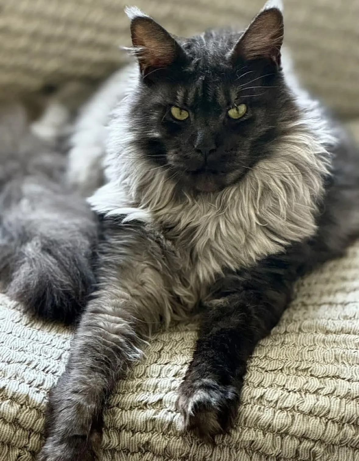 A black smoke long-haired Maine Coon