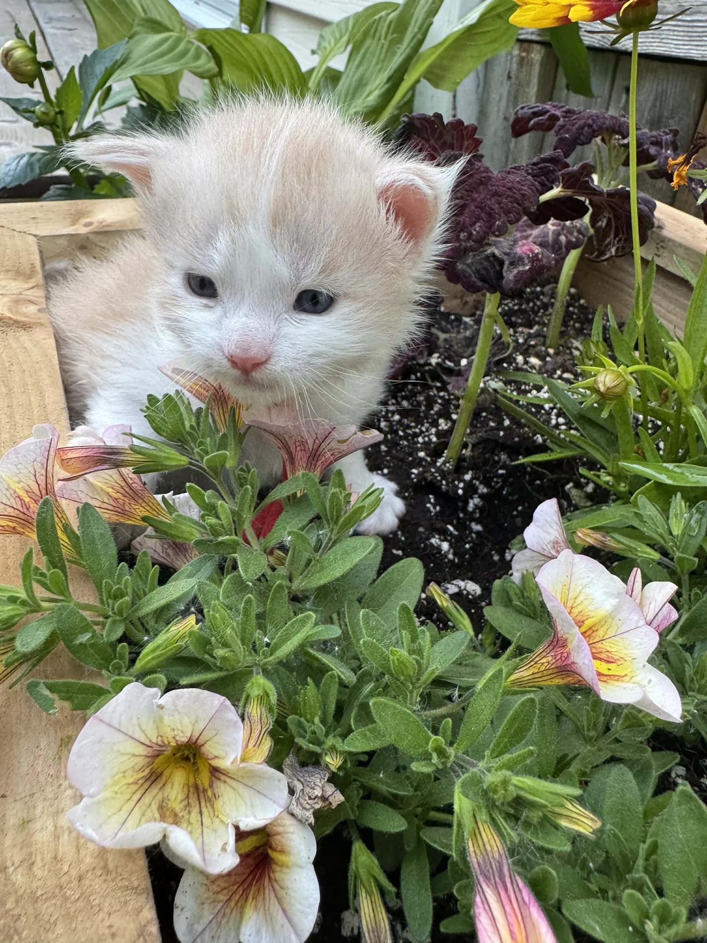 A Fabelhaft Maine Coon kitten