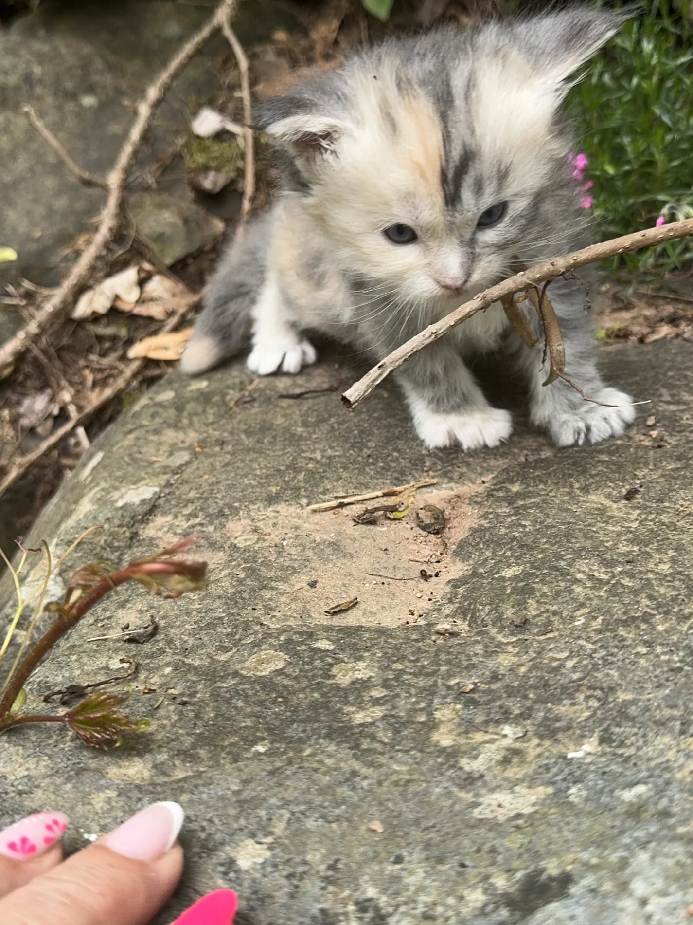 A Fabelhaft kitten