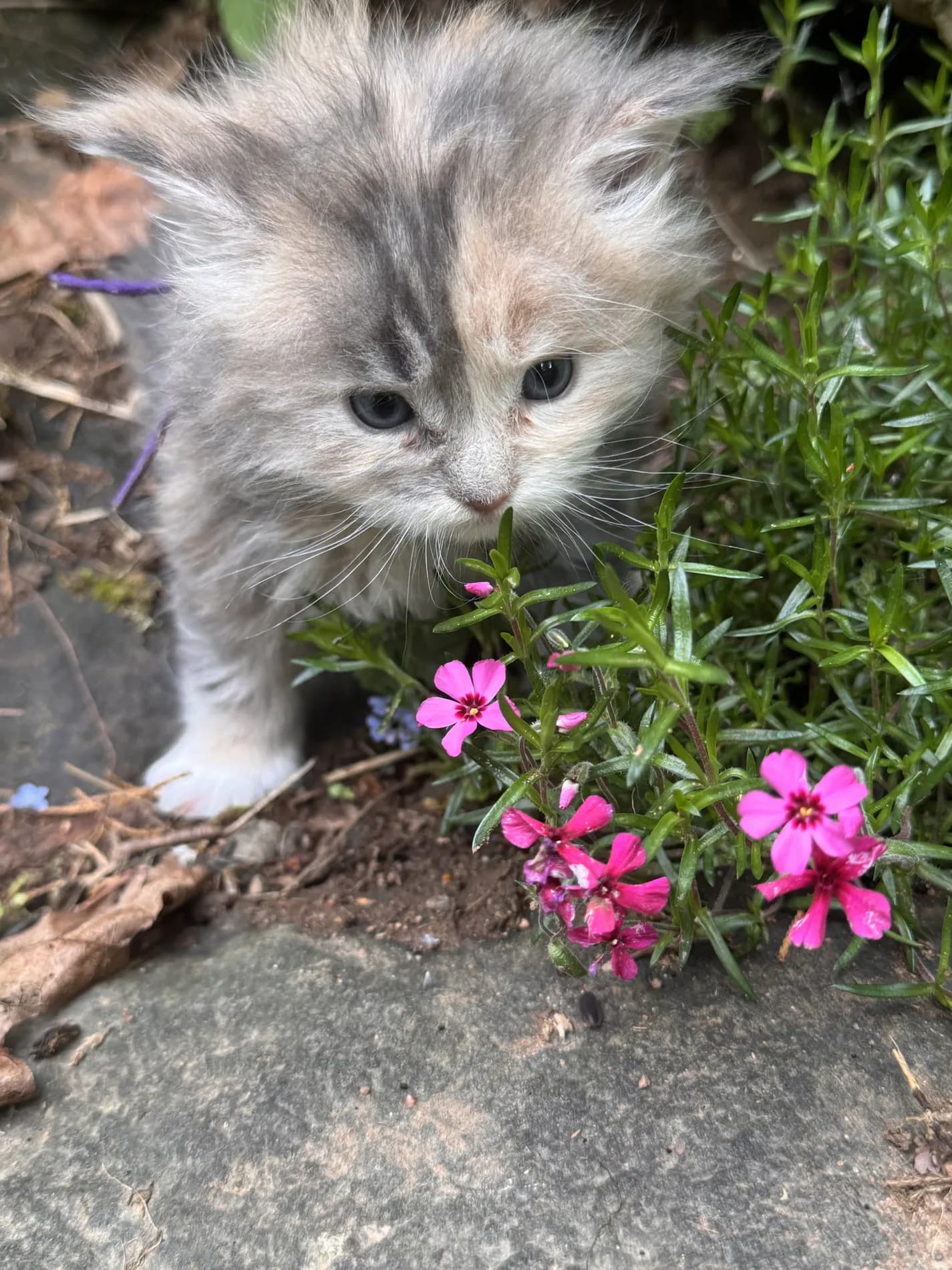 A Fabelhaft kitten