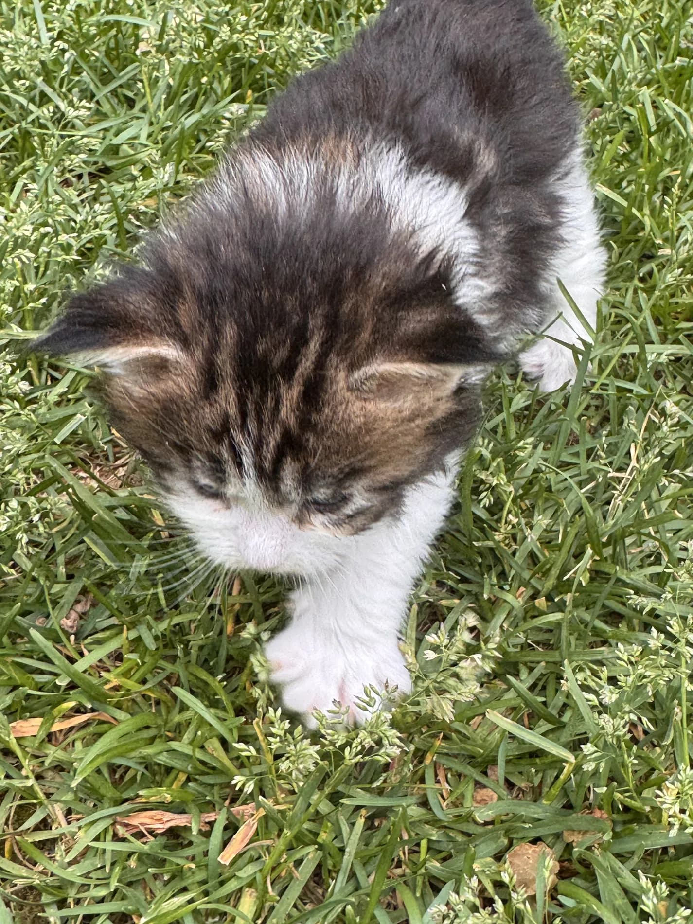 A silver tabby Maine Coon kitten