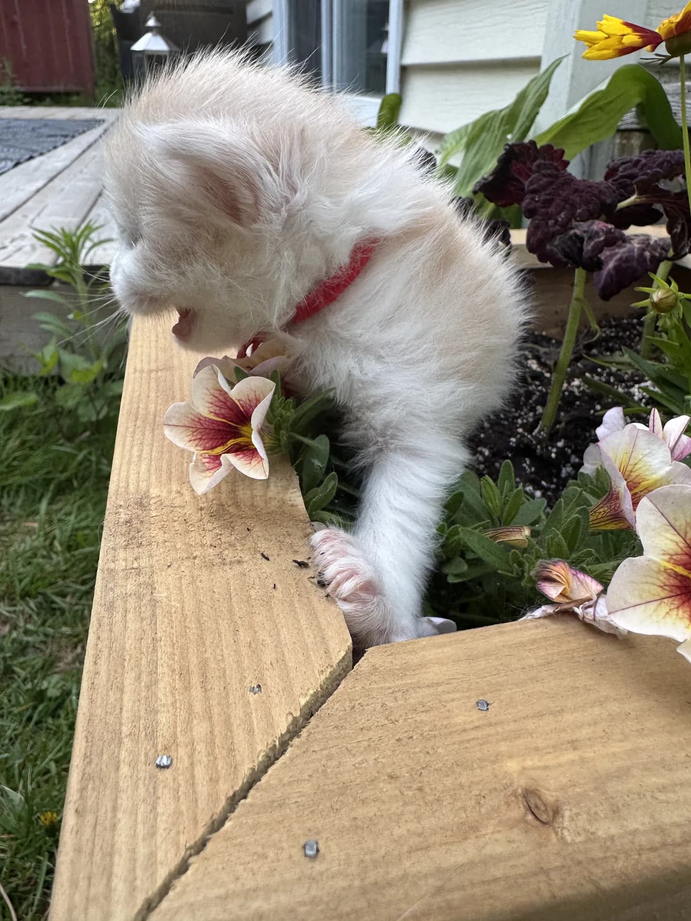 A Fabelhaft kitten
