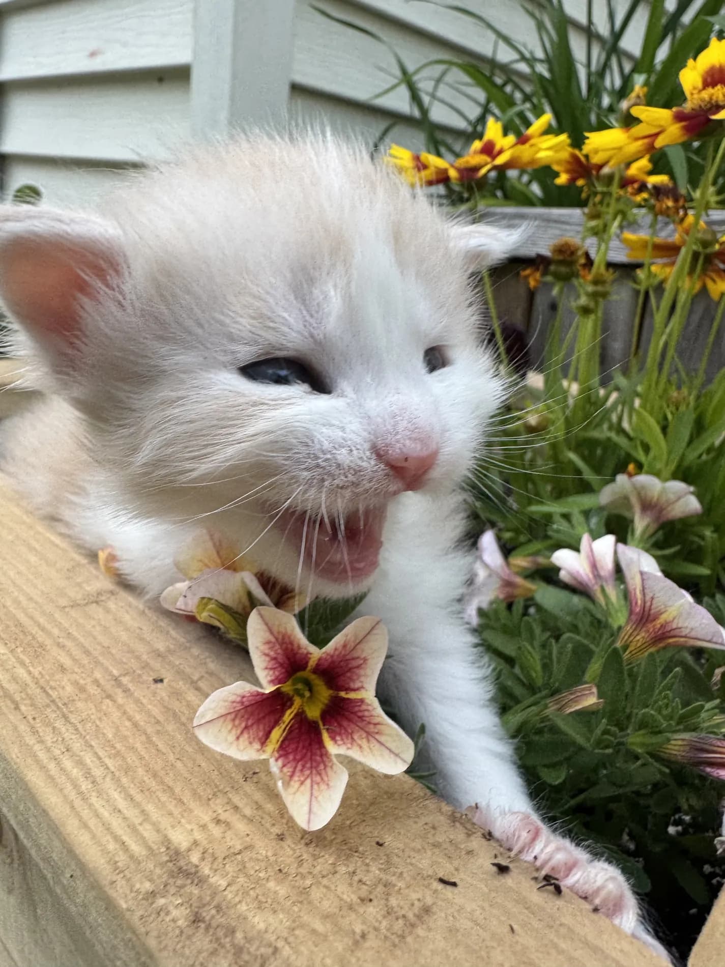 A Fabelhaft kitten