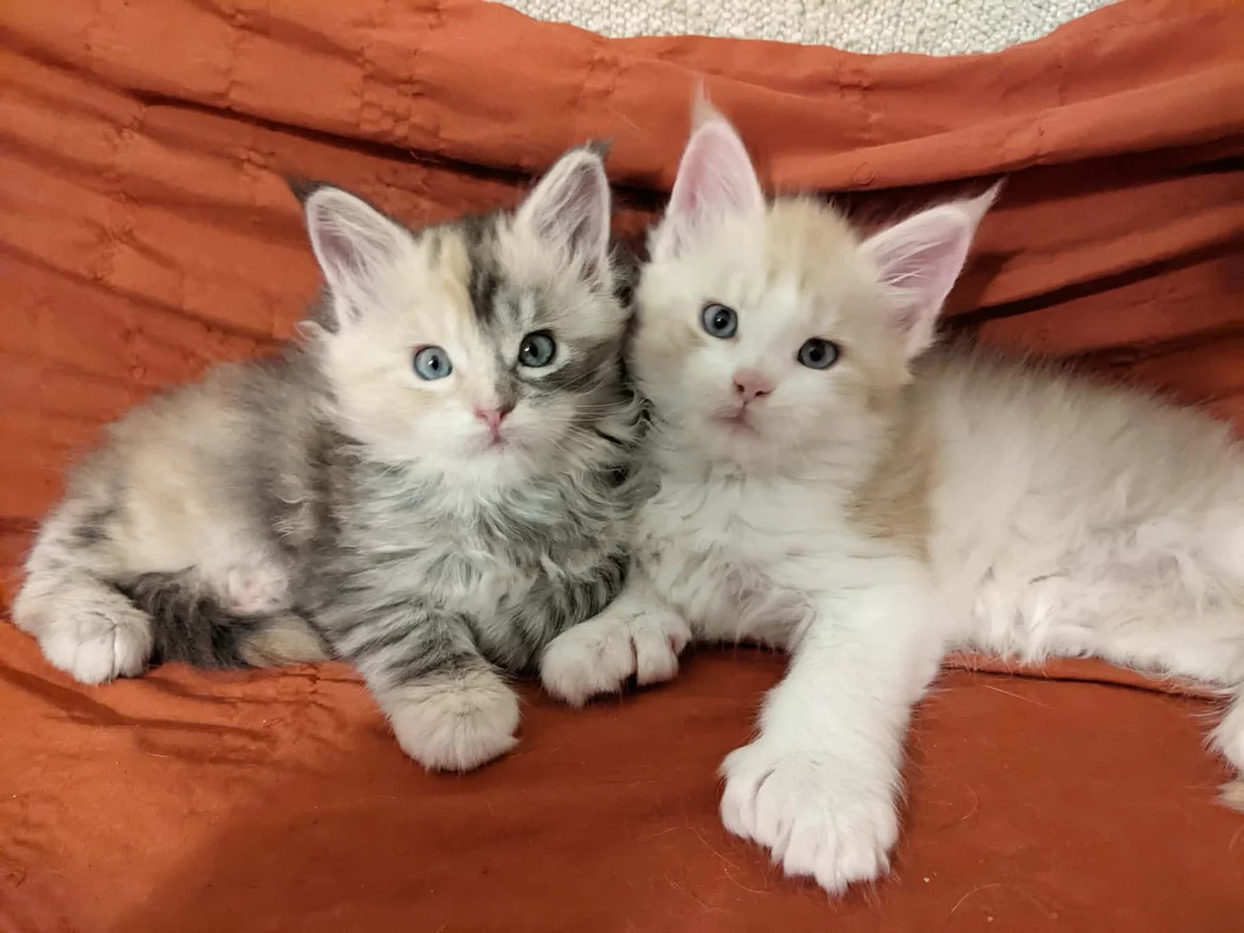 Two Fabelhaft Maine Coon kittens from the current litter
