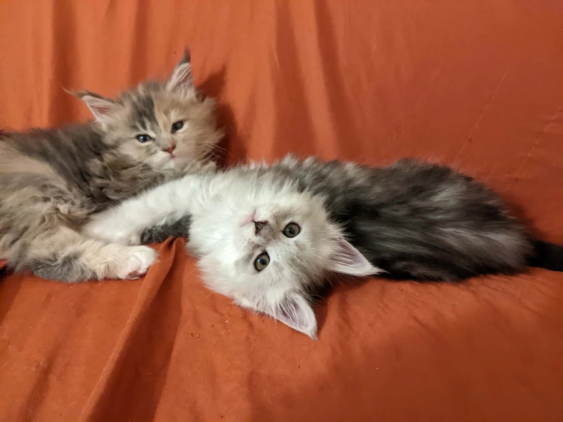 Fabelhaft Maine Coon kittens snuggled together
