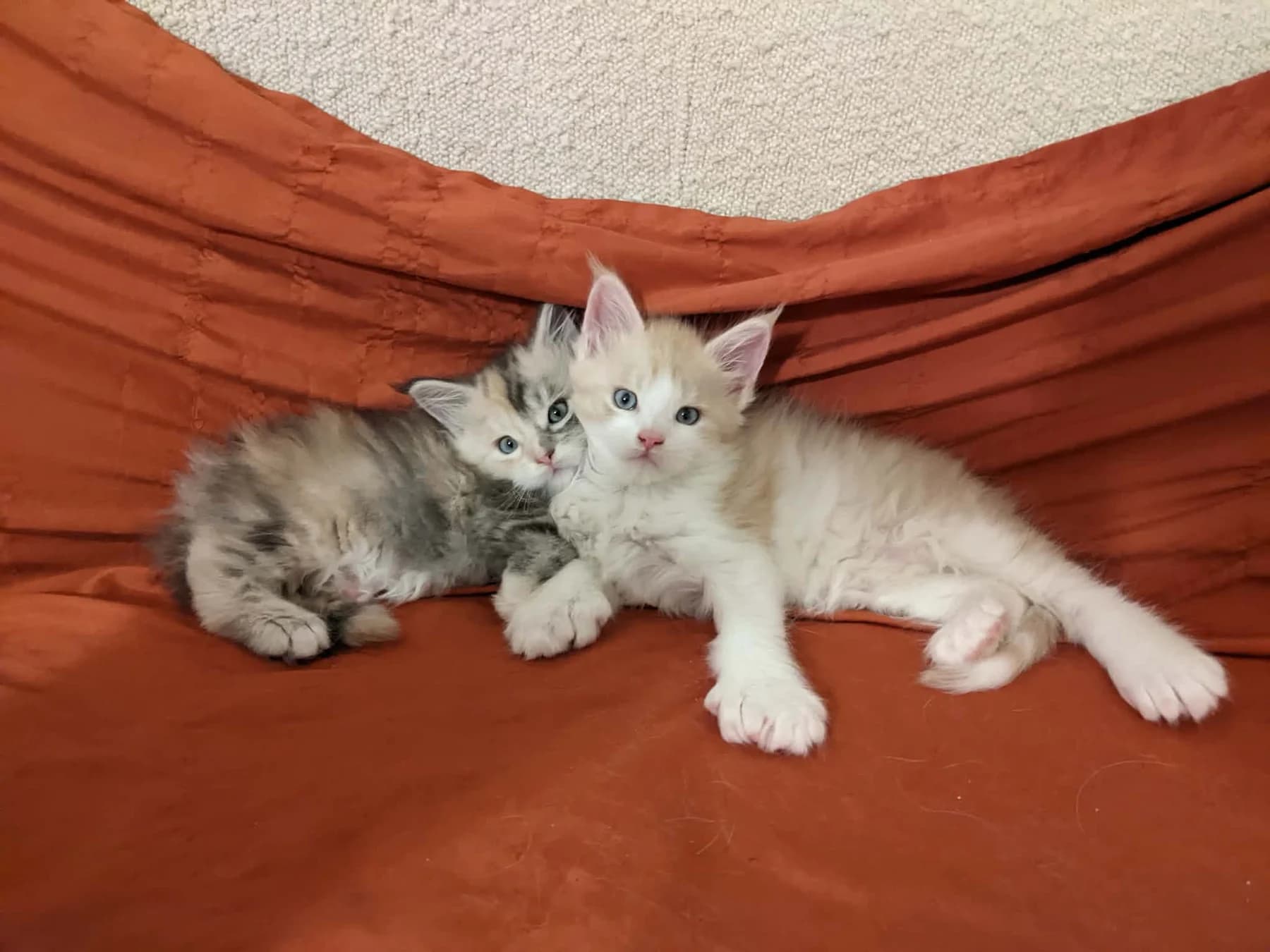 A pair of fluffy Maine Coon kittens