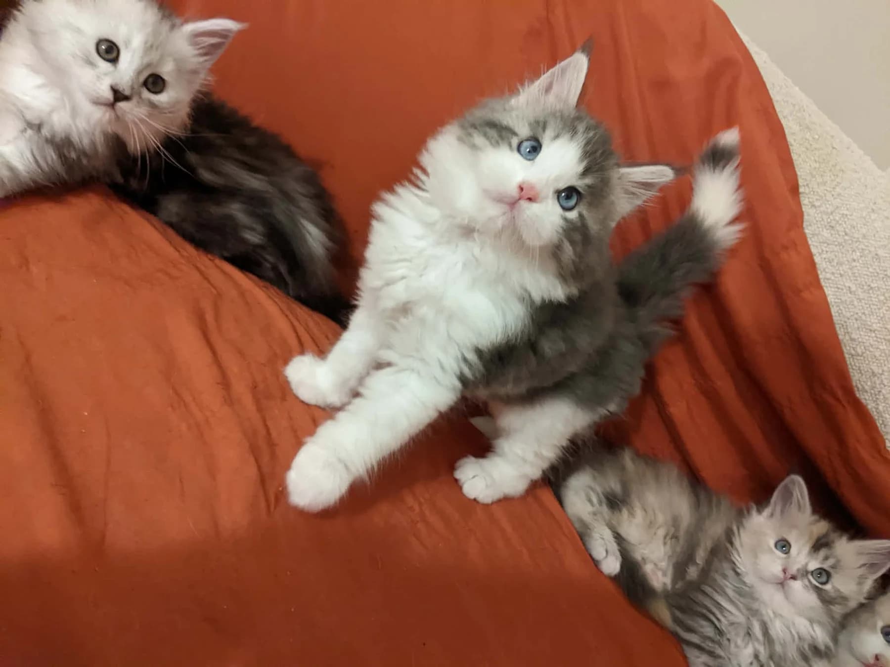 A silver Maine Coon kitten stretching out