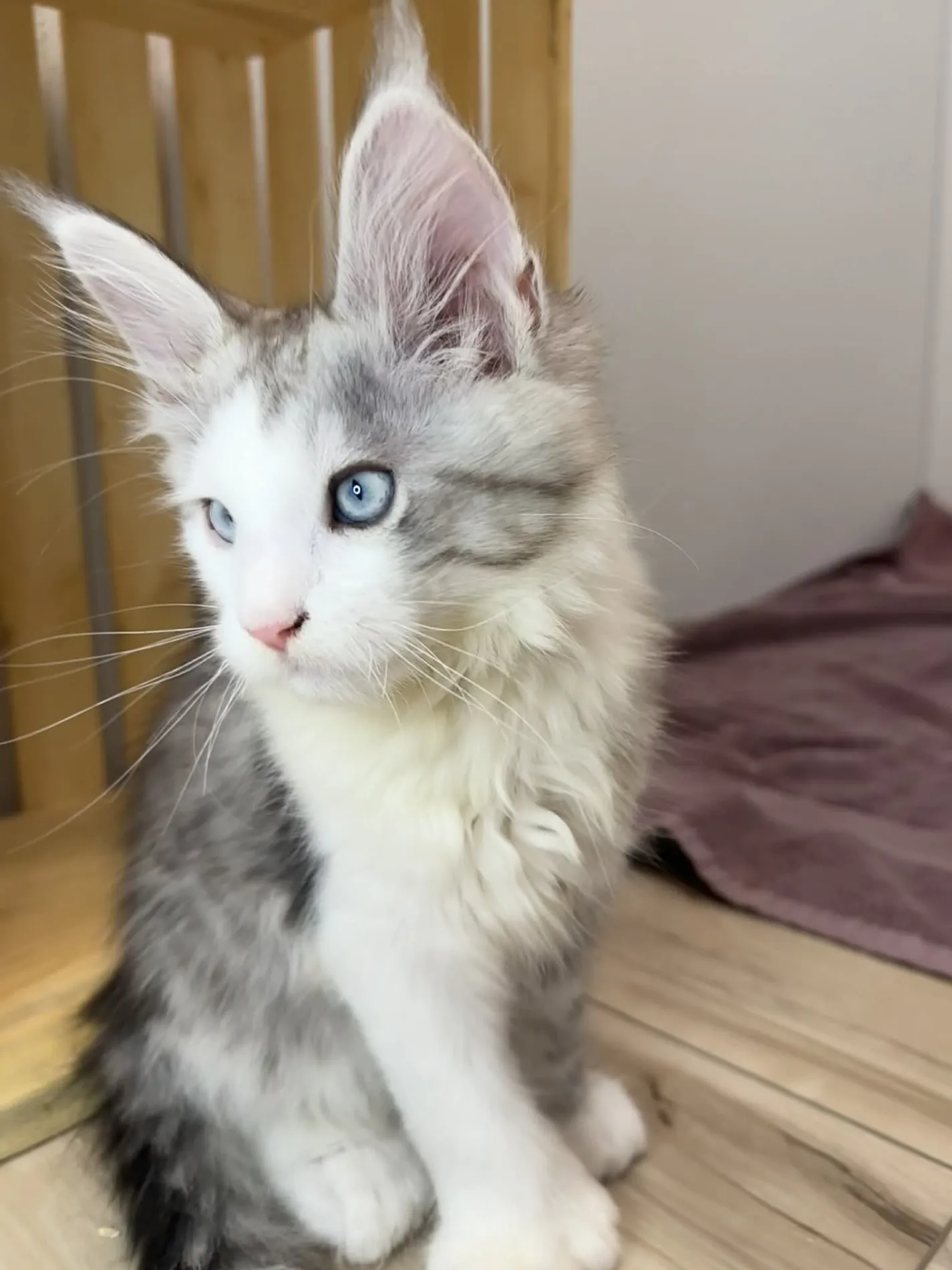 A blue-eyed Maine Coon kitten
