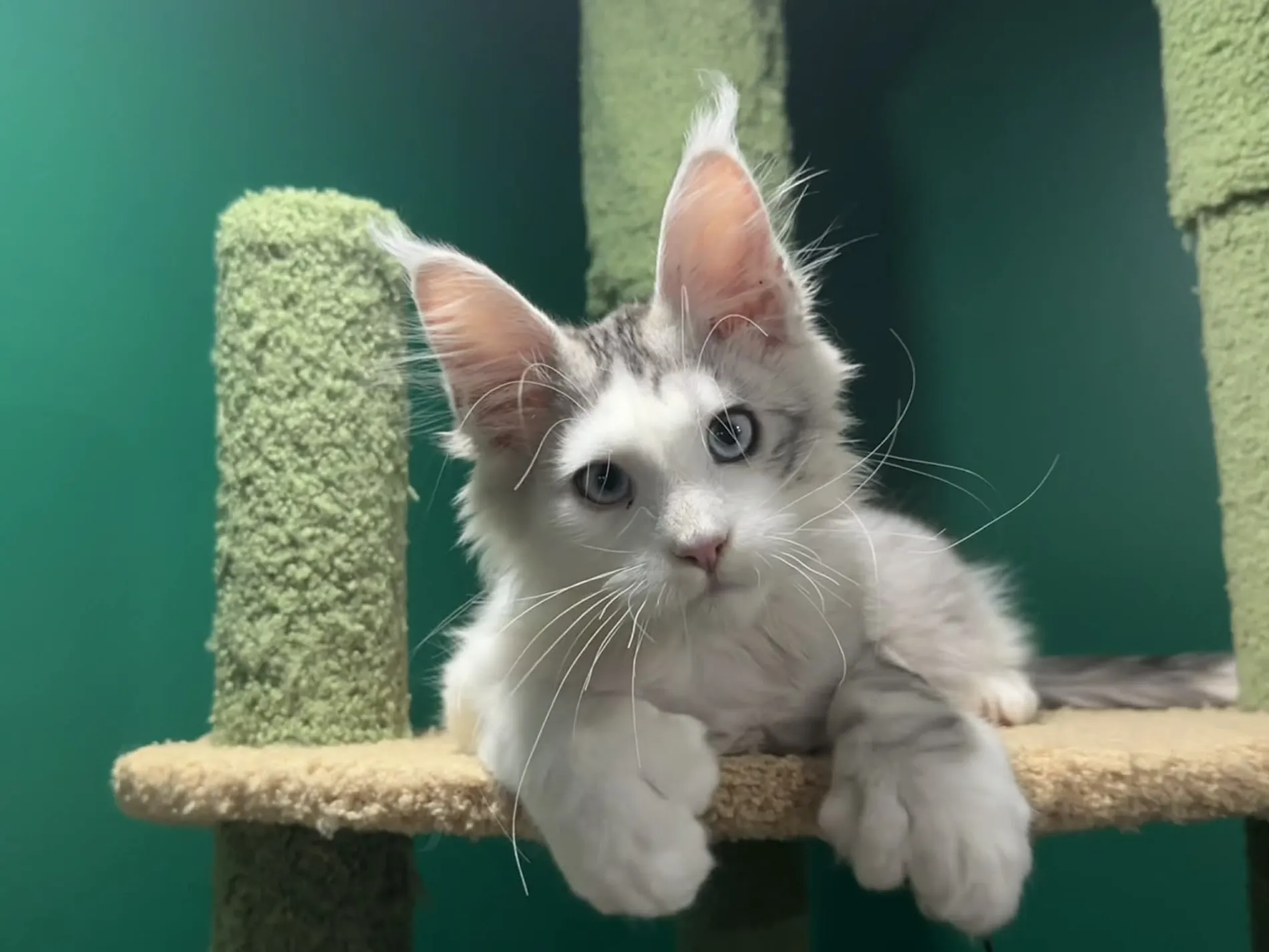 A blue-eyed Maine Coon on a cat tree