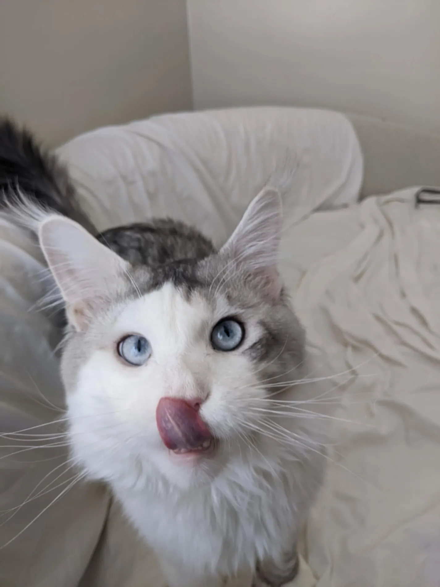 A playful blue-eyed Maine Coon