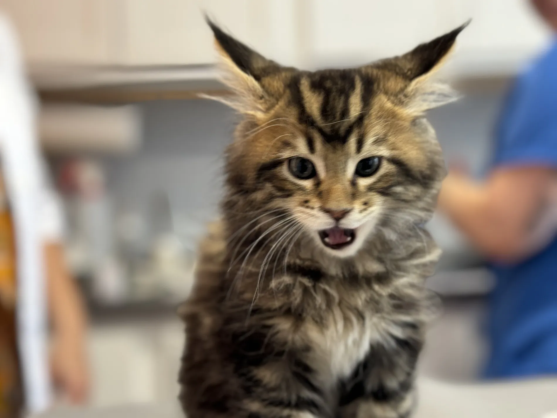 A kitten at the vet for a health check