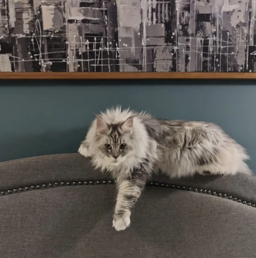 Bijou, a silver Maine Coon
