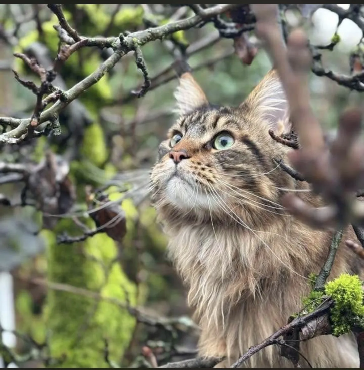 A Maine Coon climbing in a tree