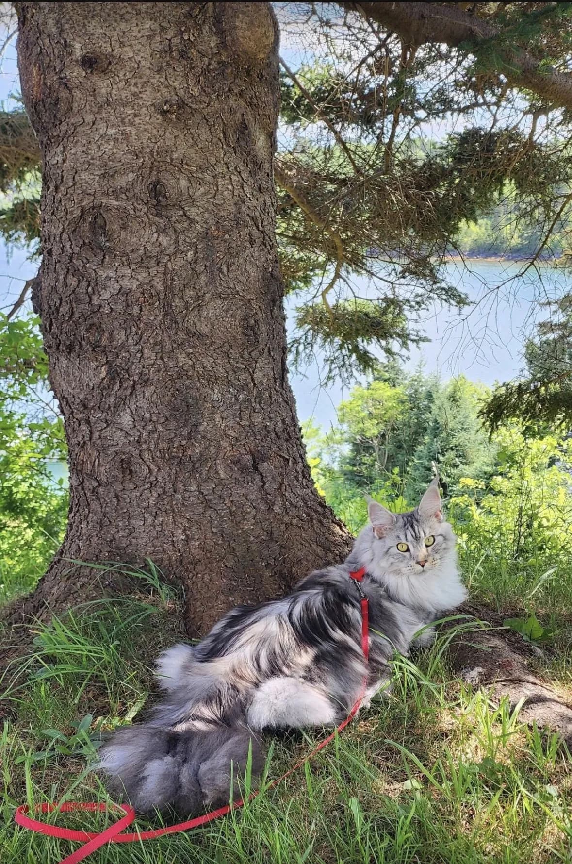 A Maine Coon outdoors