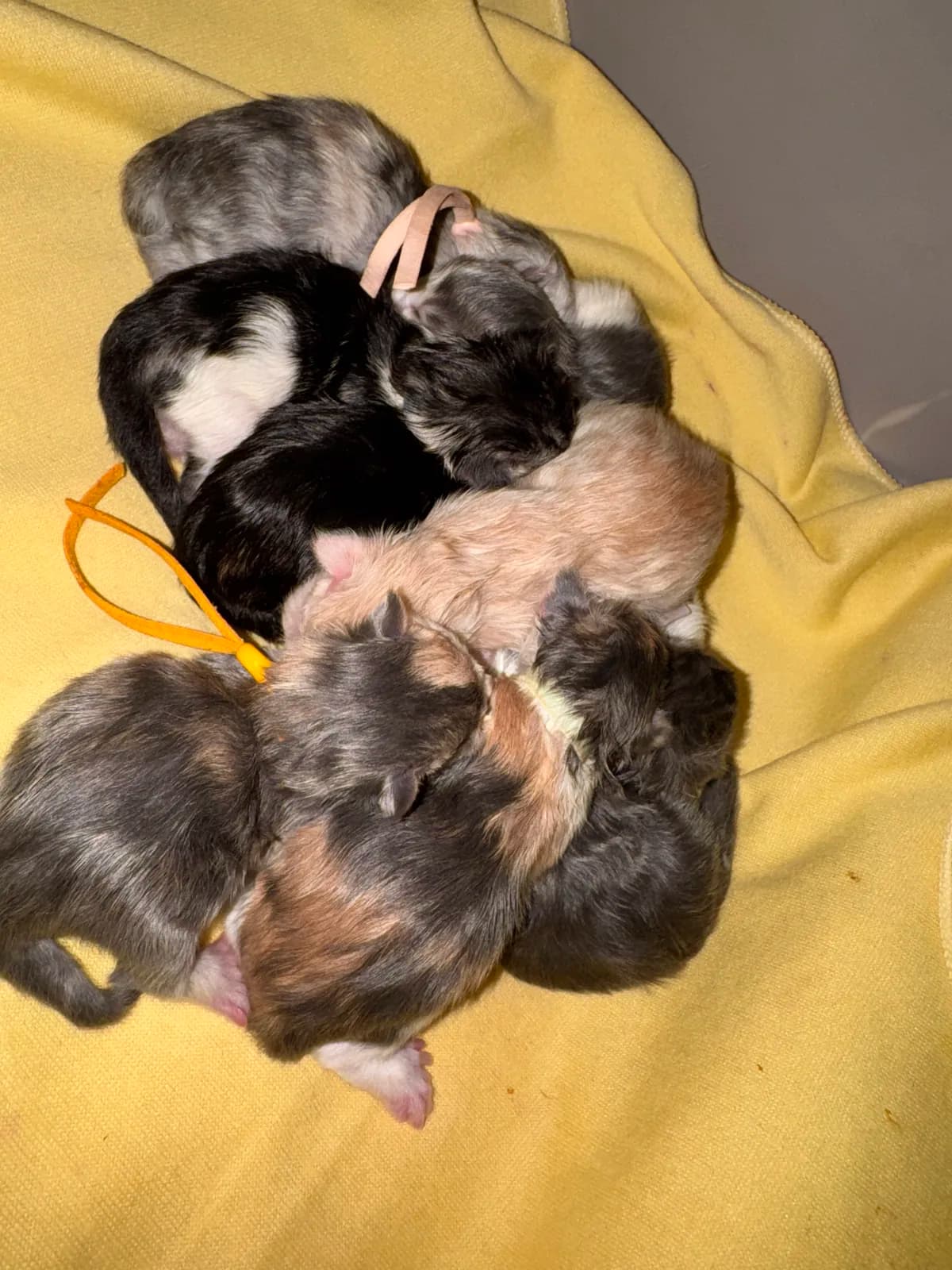 The skittles litter, born 15 September 2026