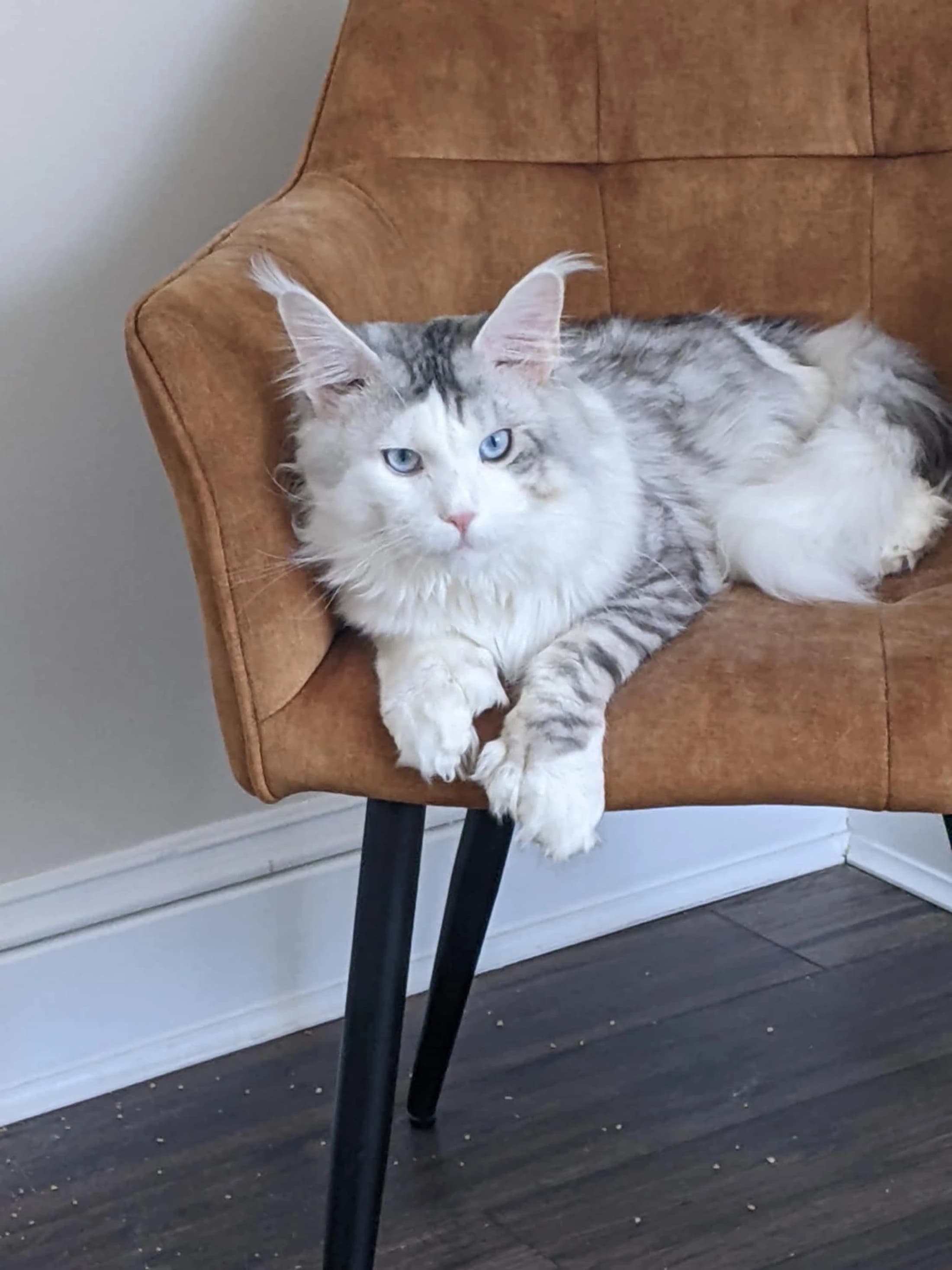 A Maine Coon at home