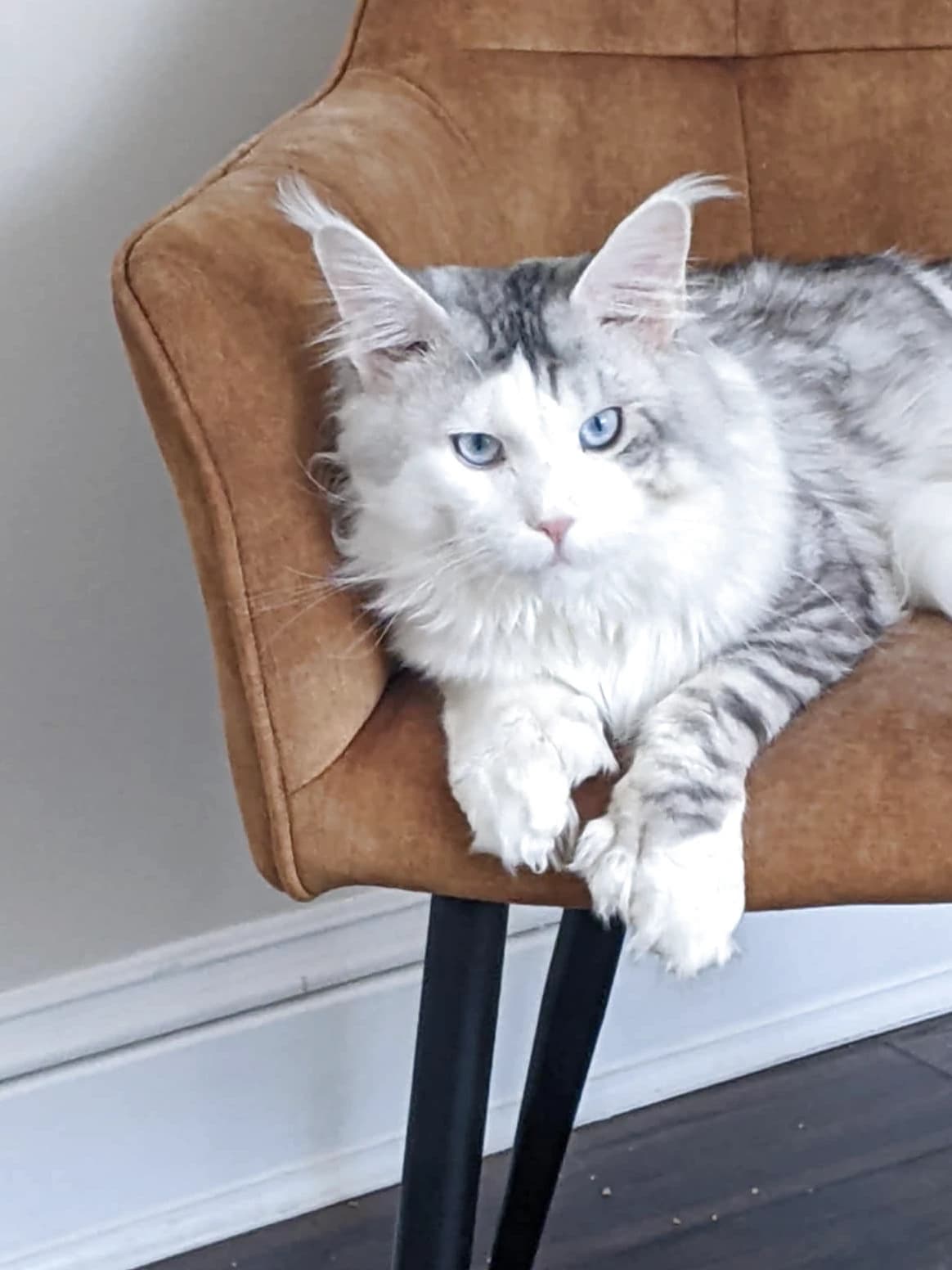 Storm, a blue-eyed Maine Coon, at home